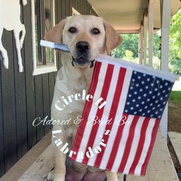 Mississippi  - Labrador Retriever