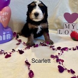 Scarlett - Tri-color female Bernedoodle puppy in Sandy, Oregon from MC Doodles