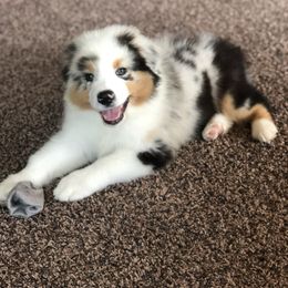 Australian Shepherd Puppies from NorthRidge Australian Shepherds