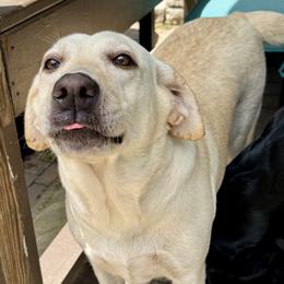 Briar - Yellow female Labrador Retriever puppy in Portland, Tennessee from Whiskey Ridge Retrievers
