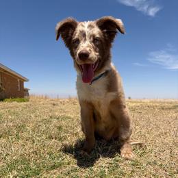 Simba - Miniature Australian Shepherd