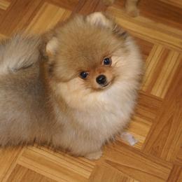 Pomeranian Puppies from Dreamweaver Poms