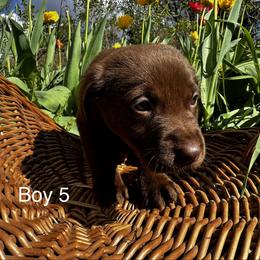 Boy 2 - Chocolate male Labrador Retriever puppy in Lawton, Michigan from DuckAlly Kennel