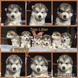 Alaskan Malamute puppies from Illusion Kennel