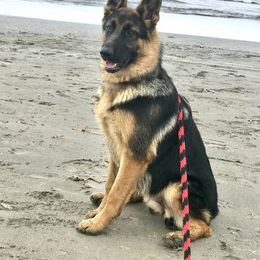 German Shepherd Puppies from Oregon German Shepherds