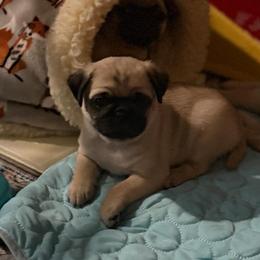 Margie - Fawn female Pug puppy in Saint Pauls, North Carolina from Copperfield’s Goldens