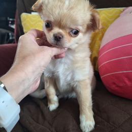 Red Boy 1 - Red male Chihuahua puppy in Haines City, Florida from Kassafina Kennel