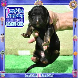 BASKIN ROBBINS  Stunning Big Male - Black and red male German Shepherd puppy in Murrieta, California from Diamond Oaks German Shepherds