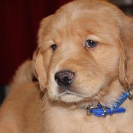 Golden Retriever Puppies from CJ’s Golden Home