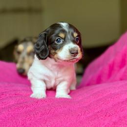 Andy - Piebald male Dachshund puppy in Hornbeck, Louisiana from A&Z Mini Dachshunds