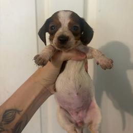 Yennefer - Piebald female Dachshund puppy in Conroe, Texas from Dots Dachshunds