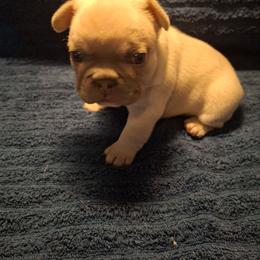 Blue - Blue fawn male French Bulldog puppy in Cañon City, Colorado from Terri Geiser-Gilchrist