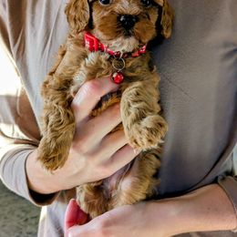 Marshall - Red male Cavapoo puppy in Manheim, Pennsylvania from Mandy Martin