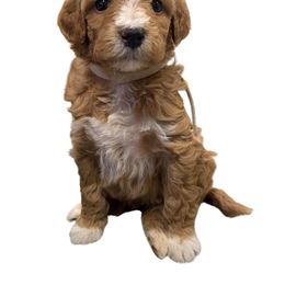 White Collar Female - Apricot female Goldendoodle puppy in from Blue Ridge Goldens