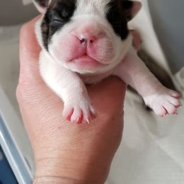 English Bulldog Puppies from Ruza's Bulldogs