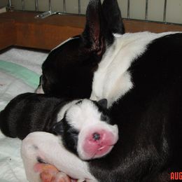 Boston Terrier Puppies from Achates Bostons