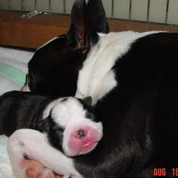 Boston Terrier Puppies from Achates Bostons