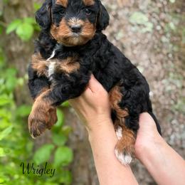 Wrigley - Phantom male Bernedoodle puppy in Thornville, Ohio from Four Front Doodles & Friends