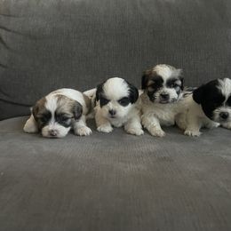 Shihpoo Puppies from The Sassy Shihpoos