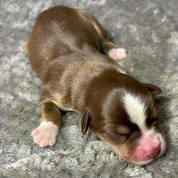 Boy 1 - Red tri male Miniature Australian Shepherd puppy in Alabama from SBA Aussies