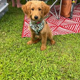 Green collar boy - Apricot Goldendoodle puppy in Ellington, Connecticut from Willow Grace Doodles