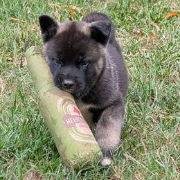 Saki's Boy 1 - Black male Akita puppy in South Carolina from Sierra Mountain Akitas