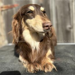 Arlo - Dachshund