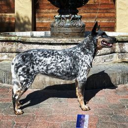 Australian Cattle Dogs from Mockingbird Australian Cattle Dogs