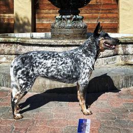 Australian Cattle Dogs from Mockingbird Australian Cattle Dogs