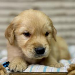 Mr Blue - Golden male Golden Retriever puppy in Tonasket, Washington from Denzil’s Goldens