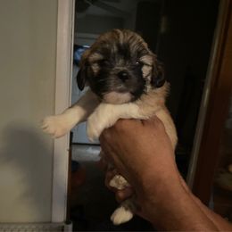 Princess Penelope Pryor - Brindle female Lhasa Apso puppy in Fort Worth, Texas from Sheri's Lhasa Apso Puppies