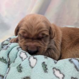 Gible - Golden male Golden Retriever puppy in Minneapolis, Minnesota from Firestorm Goldens