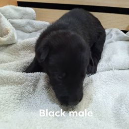 Black - Black sable male Belgian Malinois puppy in Chico, Texas from North Texas Working Malinois