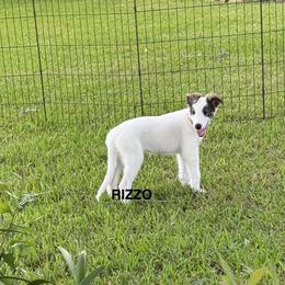 Rizzo - White and red brindle female Silken Windhound puppy in Magnolia, Texas from Entourage Silken Windhounds