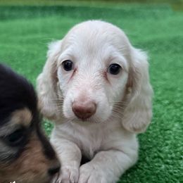 DOVE- AKC CREAM LH - Cream female Dachshund puppy in Alto, Texas from Double W Doxies