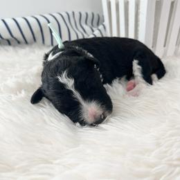 Santa Barbara - White and black female Bordoodle puppy in Valley Center, California from Circle R Valley Bordoodls