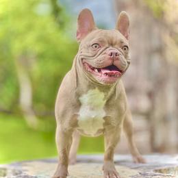 Nola - French Bulldog