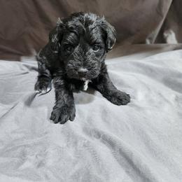Dark Pink Female - Black and white female Schnoodle puppy in Lehi, Utah from KK Schnauzers