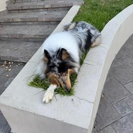 Star - Collie