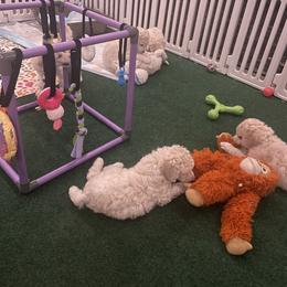 Poodle Puppies from Savicah Poodles
