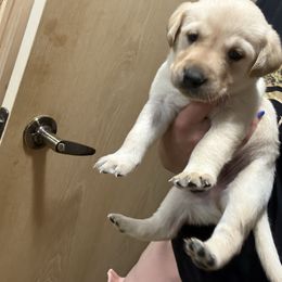 Yellow male 3 - Yellow male Labrador Retriever puppy in Le Center, Minnesota from Wild Acre Kennels