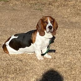 Shax - Basset Hound