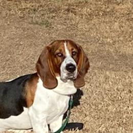 Shax - Basset Hound