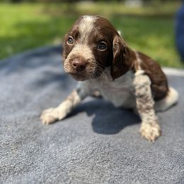 Brittany Puppies from Rocking L Farms