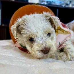 Juniper - White female Miniature Schnauzer puppy in Menifee, California from Moonshine’s Minis