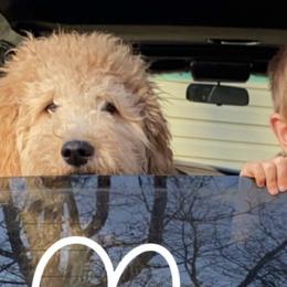 Goldendoodles and Poodles from Ellie & Co. Doodles