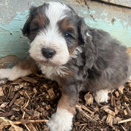 Capt Jack - Tri-color male Bernedoodle puppy in Sandy, Oregon from MC Doodles