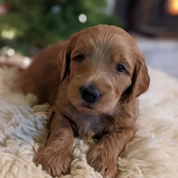 Goldendoodle Puppies from Park City Goldendoodles