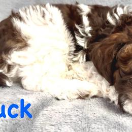 Buck - Parti male Poodle puppy in Stanley, Wisconsin from McJare's Puppy Palace