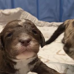 Bo Peep - Brown and white female Bernedoodle puppy in Williston, Florida from Tera Caldwell